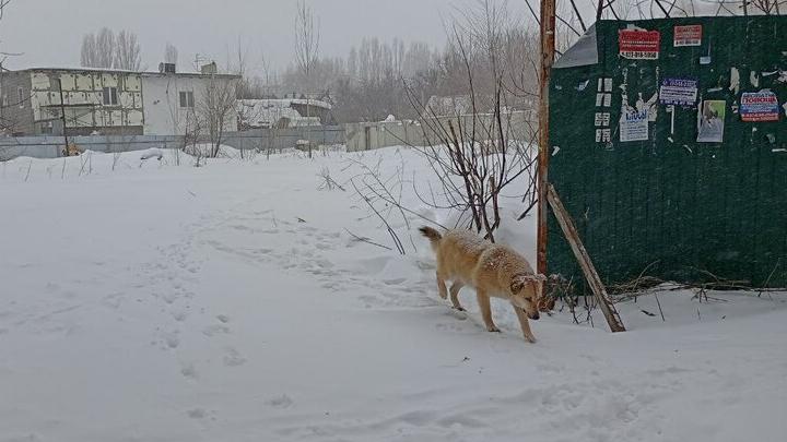 115 собак поймают до конца года в Волжском районе Саратова