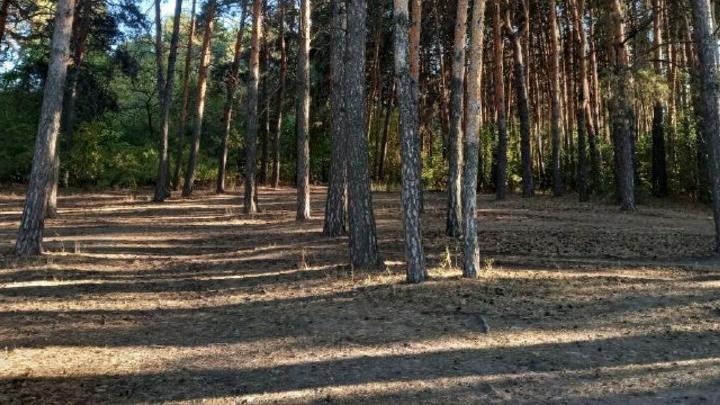 Житель Ершова убил мать и похоронил ее в лесу