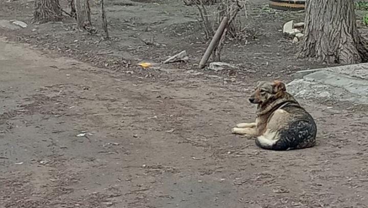 Двух мальчиков укусили собаки в Заводском районе Саратова 