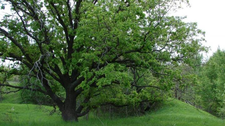 Саратовский двухсотлетний дуб включен в национальный реестр старовозрастных деревьев РФ