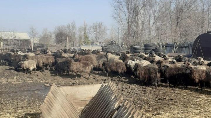 В Краснокутском районе отару овец вакцинировали с помощью судебных приставов
