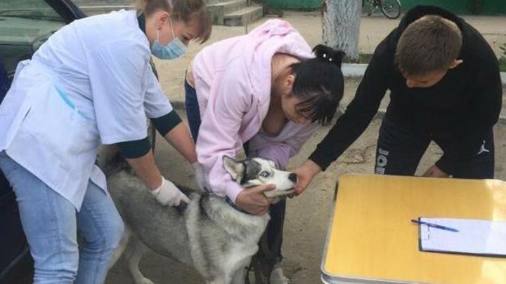 В Саратове и Энгельсе откроются мобильные пункты вакцинации домашних животных от  бешенства