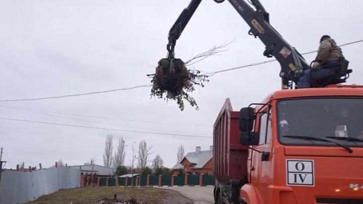 Саратовский регоператор в праздничные выходные вывез рекордные 11 тысяч кубометров древесно-кустарниковых отходов