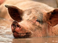 Десяти районам области больше не угрожает африканская чума свиней