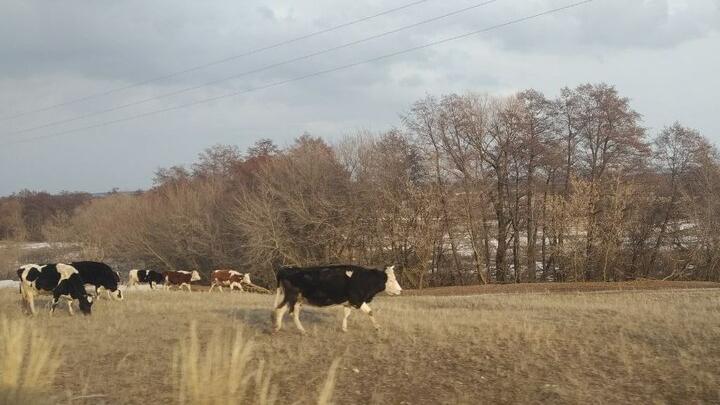 В Саратовской области запретили незаконную перевозку 96 телят