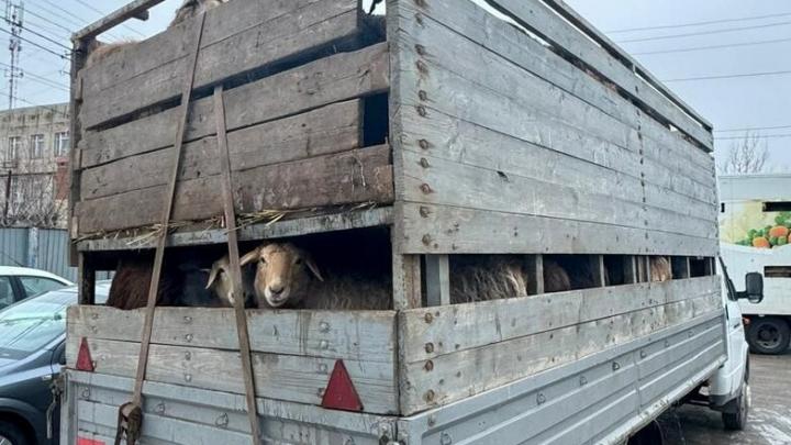 В Саратовской области задержали грузовик с мелким рогатым скотом