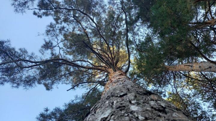 В Саратове прохладно и малооблачно