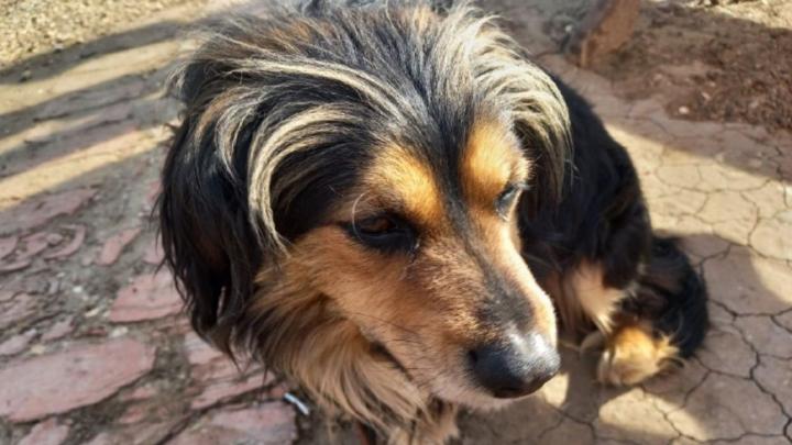 Женщина из Энгельса нарвалась на мошенника при покупке собаки