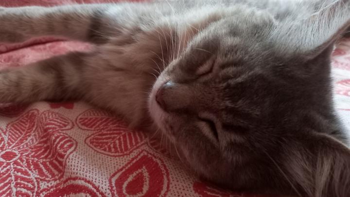 Саратовцам пояснили правила вакцинации домашних животных