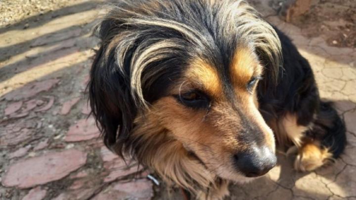 Чиновники из Фрунзенского района не борются с бездомными собаками