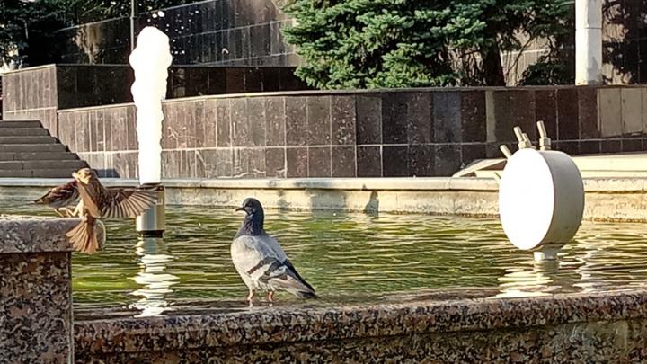 Адская жара продолжится в Саратовской области: ожидается до +39 градусов