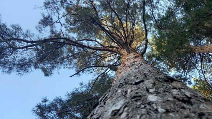 В Саратове неизвестные рубят лес в районе Токмаковского ручья