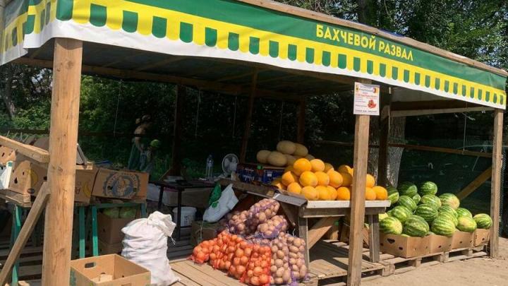 Жителей Энгельса приглашают приобрести арбузы с дынями 