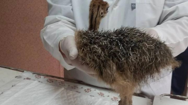 Новобурасские ветеринары лечат страусенка