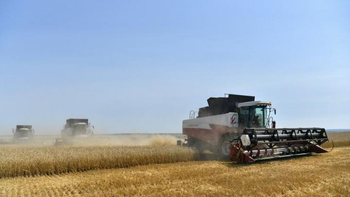 Три района Саратовской области являются лидерами по уборке зерна