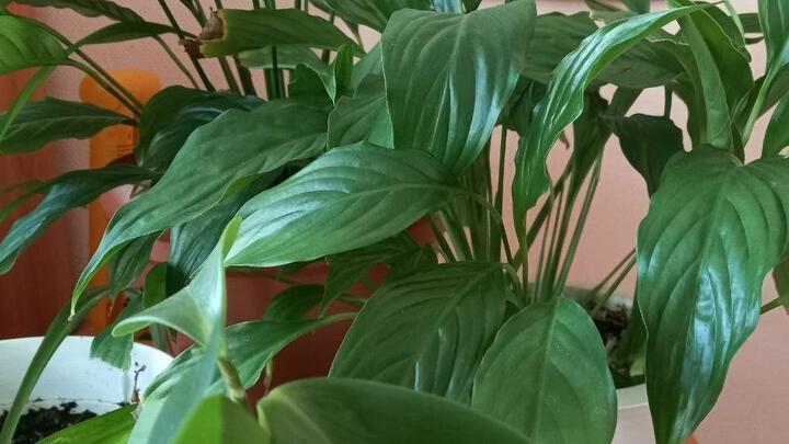 Заработная плата флористов в Саратовской области выросла на 14%