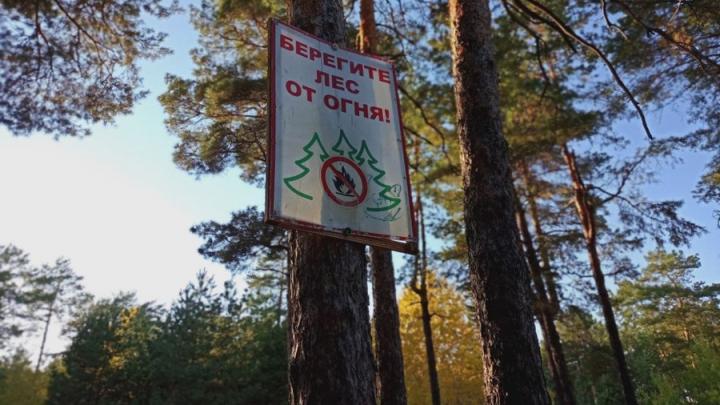 Штрафы на 820 тысяч и запрет на вход: как в Саратовской области борются с лесными пожарами