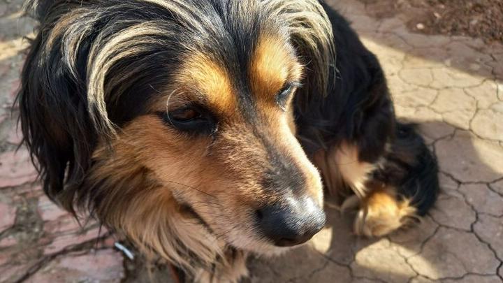 В Саратове собака напала на ребенка