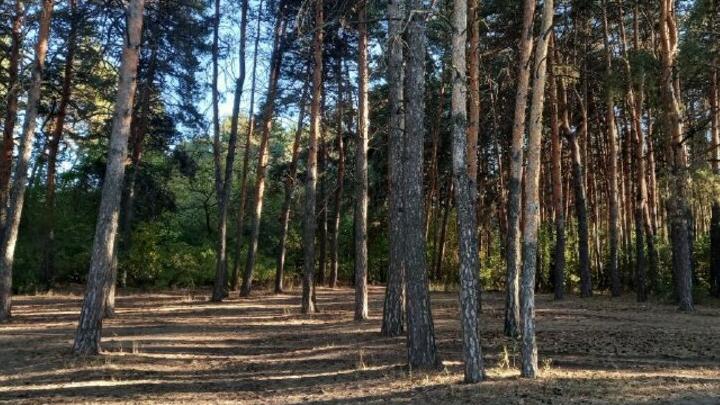 МЧС предупредило о высокой пожарной опасности в Саратовской области