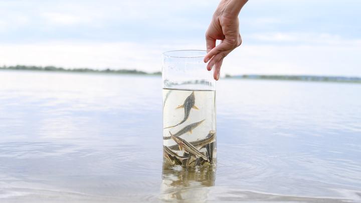 В Саратовской области выпущено в Волгу свыше 3 тысяч мальков стерляди