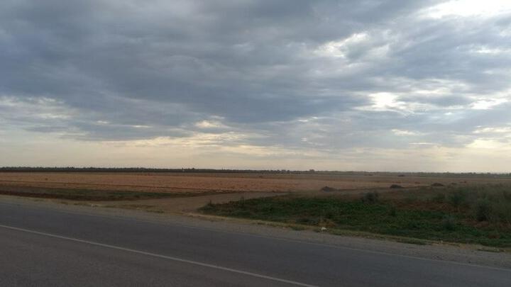 В Саратовской области сайгаки и саранча нанесли урон фермерам на 77 млн рублей