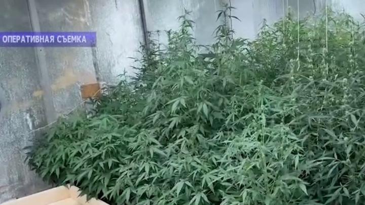 В Саратове председатель кооператива выращивал коноплю в гаражах