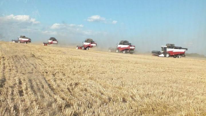 В Самойловском районе собрано 100 тысяч тонн зерна