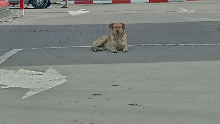 В Новоузенском районе до конца года будут ловить уличных собак