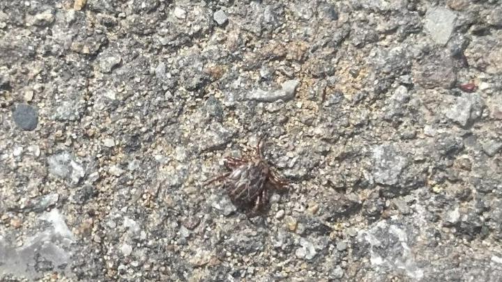 Девять клещей с болезнью Лайма обнаружили в Саратовской области