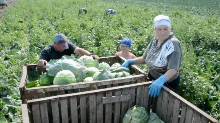 В Энгельсском районе собрали 7 тысяч тонн овощей