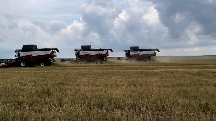 В Саратовской области выросла урожайность зерновых
