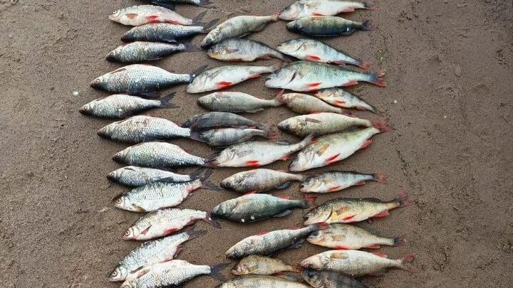 За две недели в Саратовской области выявлено 118 браконьеров на Волге