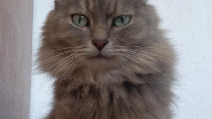 За год кошки внесли в мировую экономику около 100 млрд долларов США