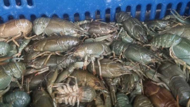 В КПП «Озинки» задержали раков без документов