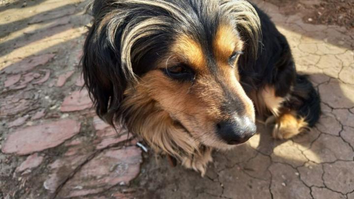 Загрызанные кролики стали причиной избиения мужчины в Пугачевском районе