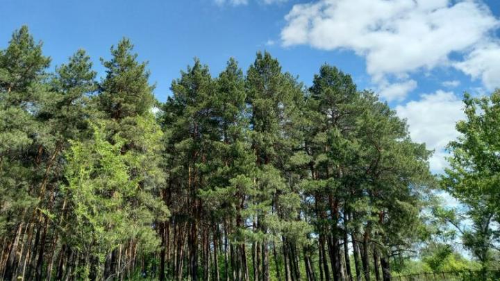 В Саратовской области открывается сезон охоты на косулю