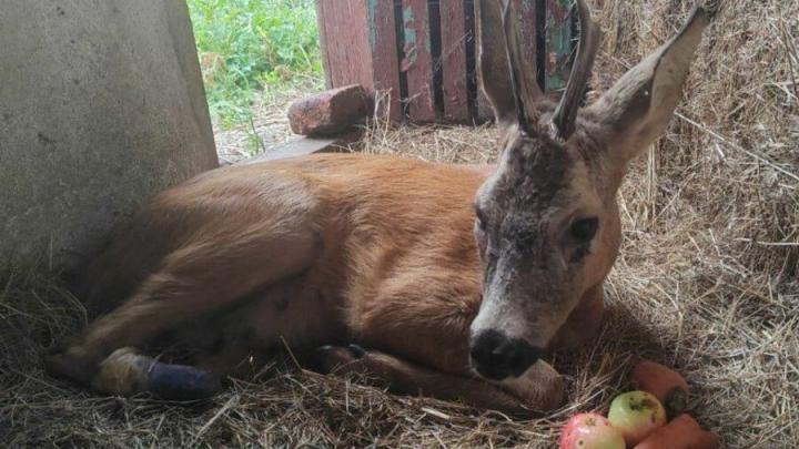 На трасссе в Ртищевском районе спасли сбитую косулю 