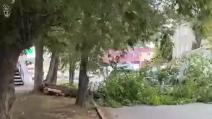 Дерево упало на машины возле Сенного рынка в Саратове