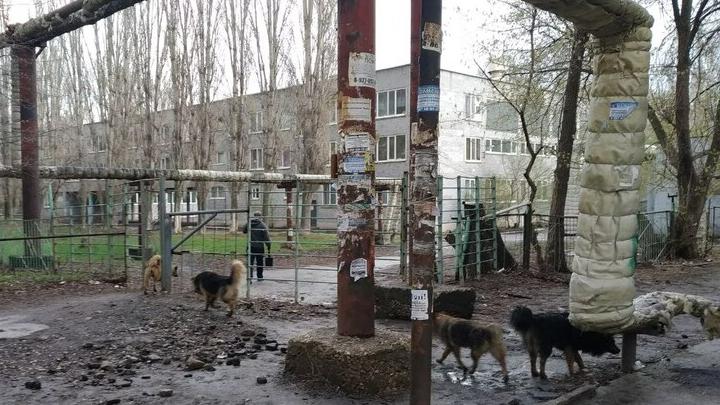 В Саратовской области за три года поймают более 17 тысяч бездомных собак