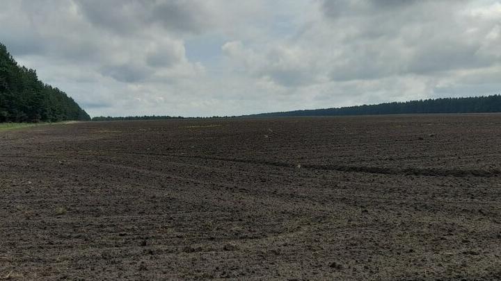 В Саратовской области продолжается очистка сельхозугодий от сорняков