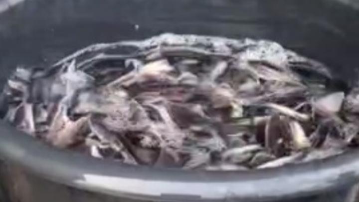 В реки Башкортостана выпустили стерлядь из Саратовской области