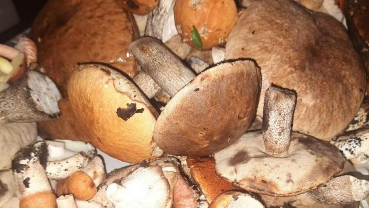 Глава Воскресенского района собрал грибов в выходной