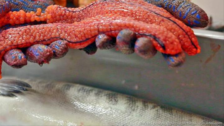 Золотая рыбка: жительница Ершова лишилась денег при заказе деликатеса