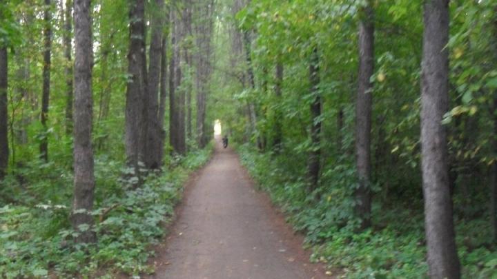 Огонь уничтожил в Саратовской области около 390 гектаров леса