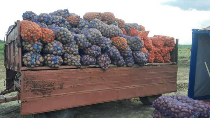 Опубликованы точки продажи картофеля без наценок в Энгельсе