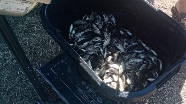 В Волгоградское водохранилище выпустили свыше 300 тысяч молоди сазана