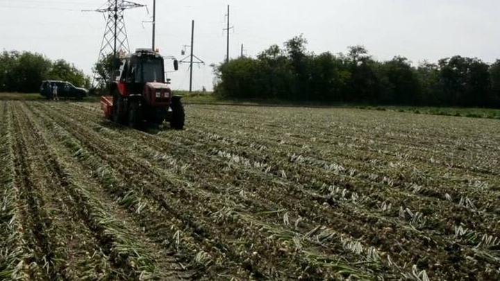 На полях Энгельсского района собрано около 8,3 тысяч тонн картофеля