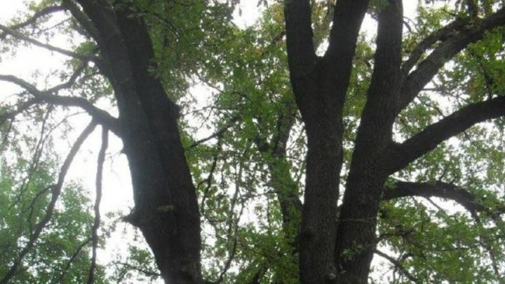 В Саратов вернулась летняя жара