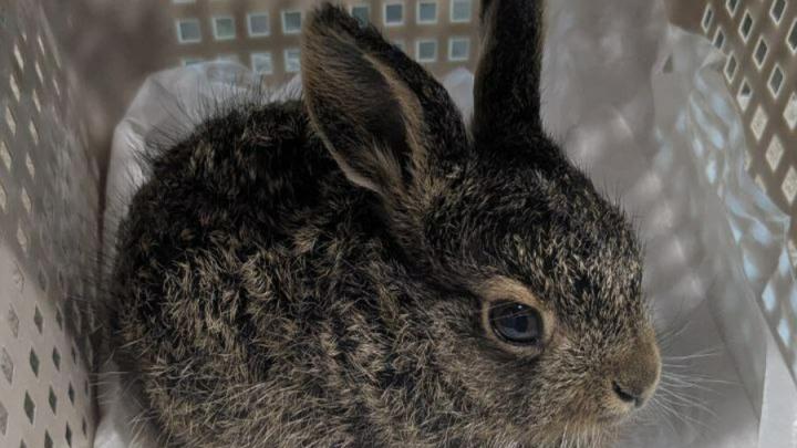 На выезде из Саратова волонтеры спасли зайчонка