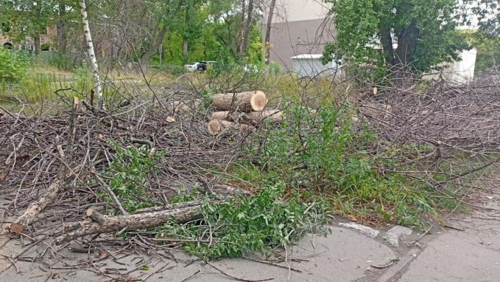 В Энгельсе спилят 14 аварийных деревьев